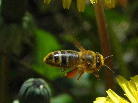 Réf. 213 893 : Apis mellifera